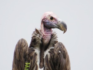 Vulture in the Serengeti